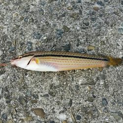 未明～昼まで須磨海岸西側をランガン。貧果に終わりました…。